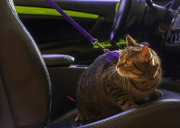 Comment rassurer un chat en voiture ?