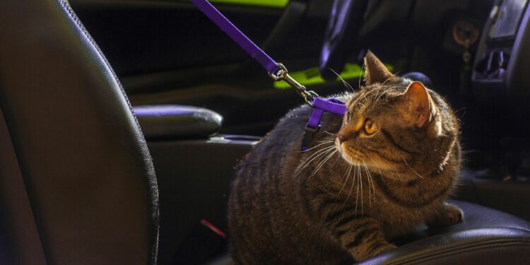 Comment rassurer un chat en voiture ?