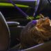 Comment rassurer un chat en voiture ?