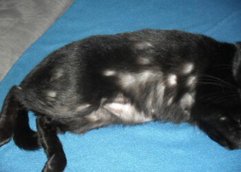 Comment rassurer un chat stressé ?