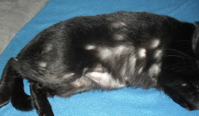 Comment rassurer un chat stressé ?