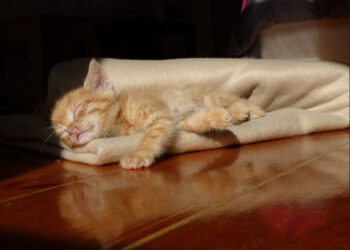 Comment rassurer un chaton qui vient d'arriver ?