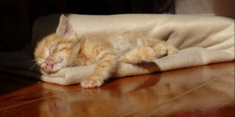 Comment rassurer un chaton qui vient d'arriver ?