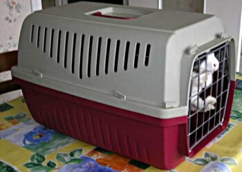 Comment rassurer un lapin en voiture ?