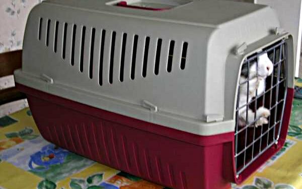 Comment rassurer un lapin en voiture ?