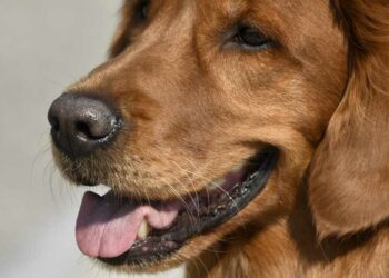 Comment réagit un chien battu ?