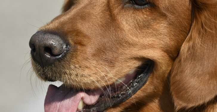 Comment réagit un chien battu ?