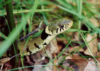 Comment réagit un chien empoisonné ?