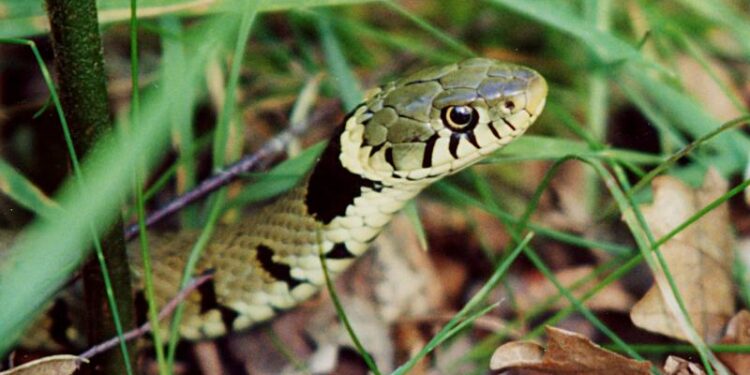 Comment réagit un chien empoisonné ?