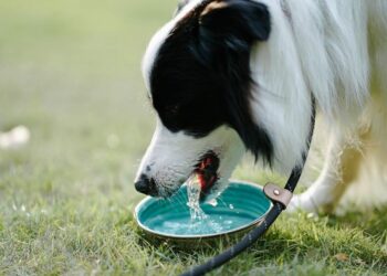 Comment réagit un chien empoisonné ?