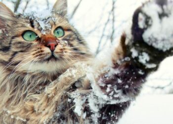 Comment réchauffer un chat qui dort dehors ?