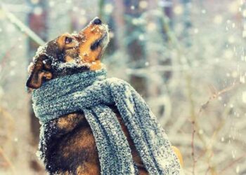 Comment réchauffer un chien qui dort dehors ?