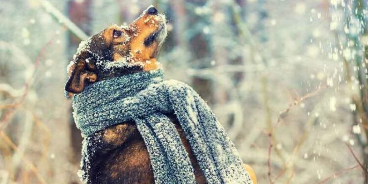 Comment réchauffer un chien qui dort dehors ?