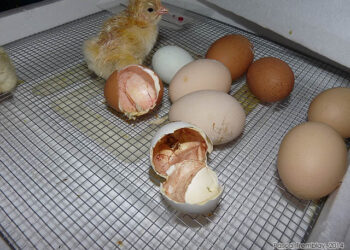 Comment réchauffer un petit poussin sans lampe ?