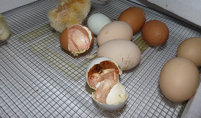 Comment réchauffer un petit poussin sans lampe ?