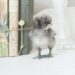 Comment réchauffer un petit poussin sans lampe ?