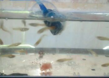 Comment reconnaître alevins guppy mâle femelle ?