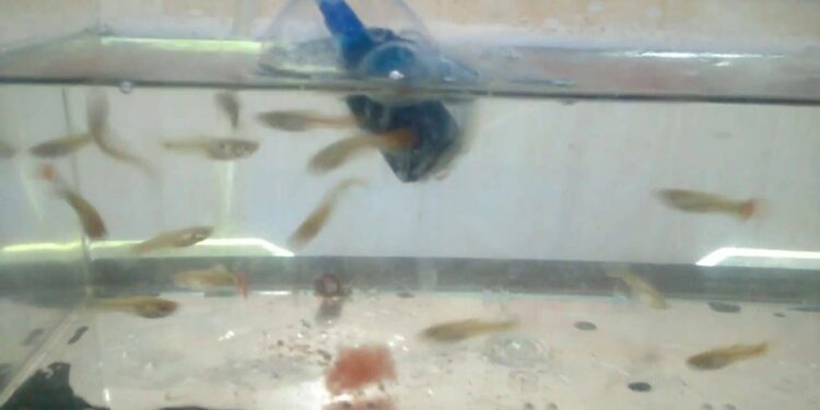 Comment reconnaître alevins guppy mâle femelle ?