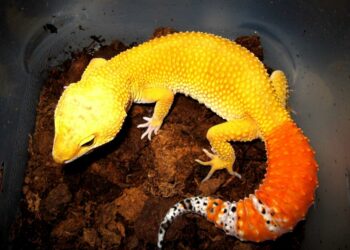 Comment reconnaître des crottes ?