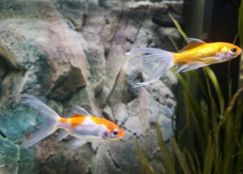 Comment reconnaître des poissons qui se battent ?