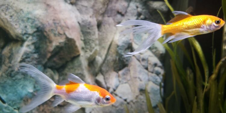 Comment reconnaître des poissons qui se battent ?