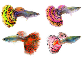 Comment reconnaître des poissons qui se battent ?