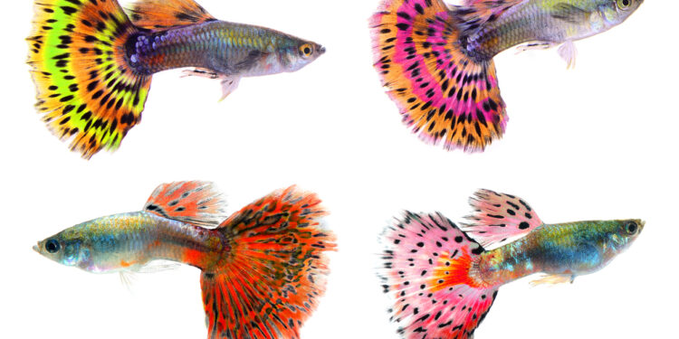 Comment reconnaître des poissons qui se battent ?