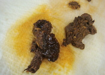 Comment reconnaître les crottes ?