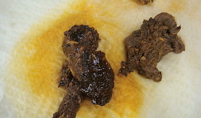 Comment reconnaître les crottes ?