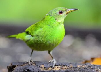 Comment reconnaître les oiseaux de mon jardin ?