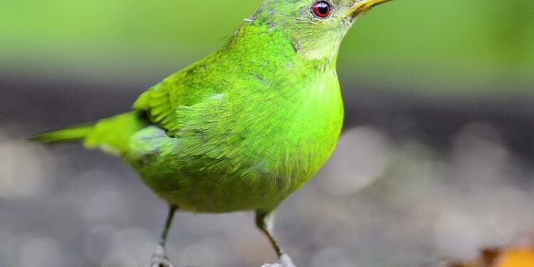 Comment reconnaître les oiseaux de mon jardin ?