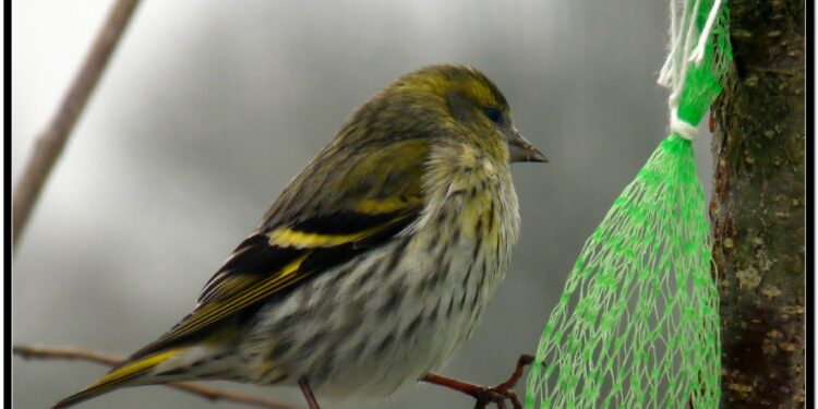 Comment reconnaître les oiseaux de nos jardins ?