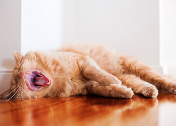 Comment reconnaître si un chat est triste ?