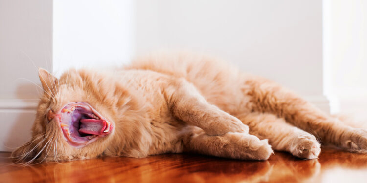 Comment reconnaître si un chat est triste ?