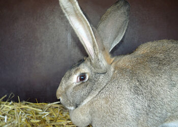 Comment reconnaître un lapin géant ?