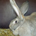 Comment reconnaître un lapin géant ?