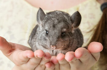 Comment reconnaître un mâle d'une femelle chinchilla ?