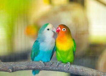 Comment reconnaître un mâle et une femelle inséparable ?