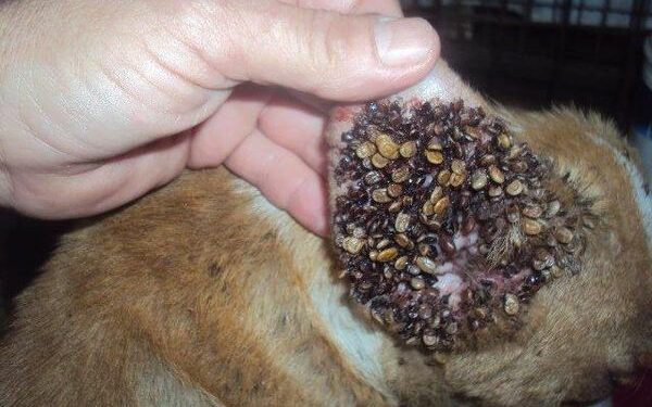 Comment reconnaître un nid de tique ?