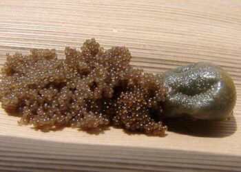 Comment reconnaître un nid de tique ?