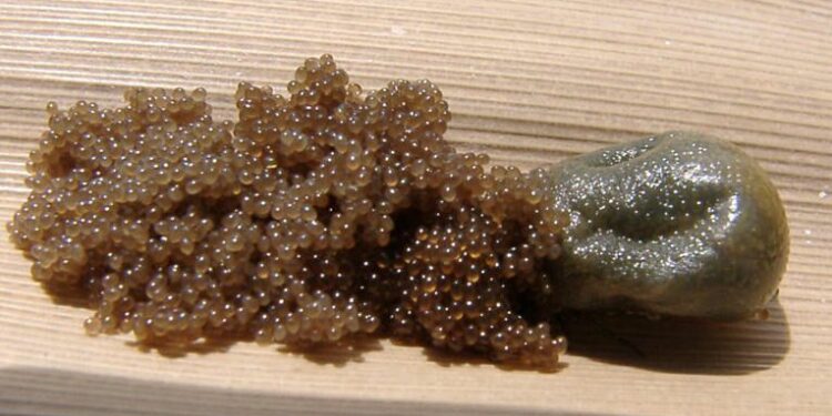 Comment reconnaître un nid de tique ?