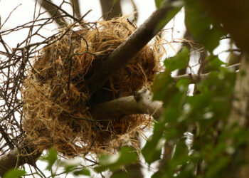 Comment reconnaître un nid d'écureuil ?