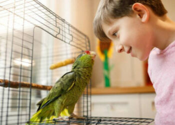 Comment reconnaître un oiseau qui va mourir ?