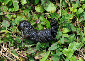 Comment reconnaître un rongeur par ses crottes ?