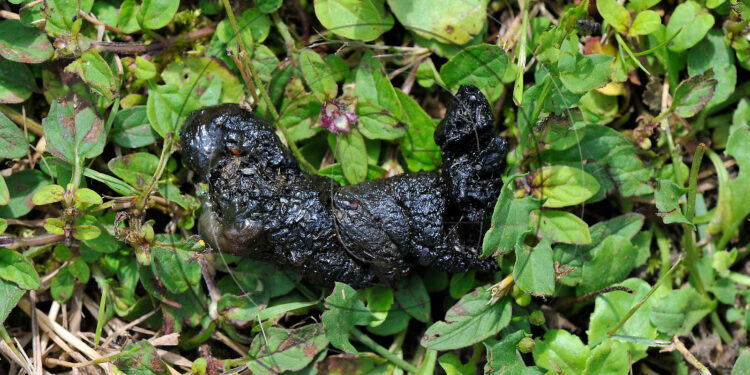 Comment reconnaître un rongeur par ses crottes ?