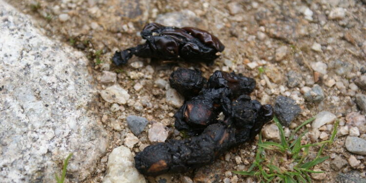 Comment reconnaître un trou de rat ?