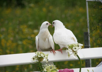 Comment reconnaître une colombe ?