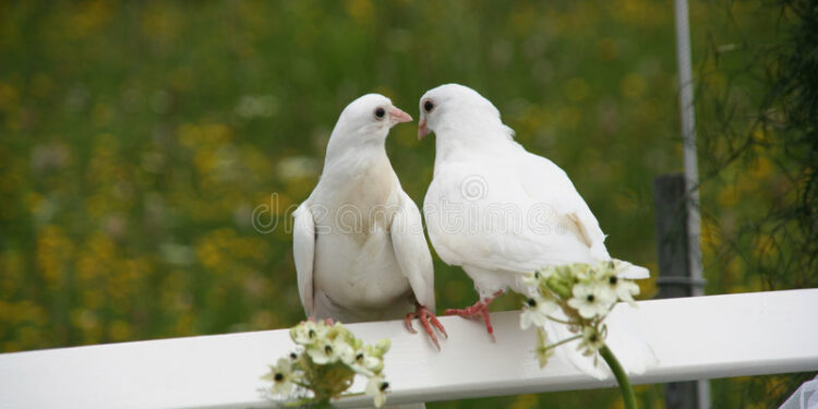 Comment reconnaître une colombe ?