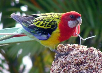 Comment reconnaître une perruche triste ?