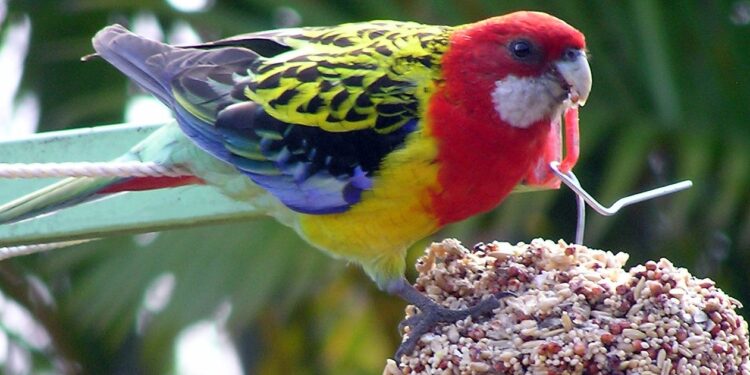 Comment reconnaître une perruche triste ?